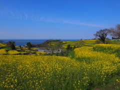 菜の花満開