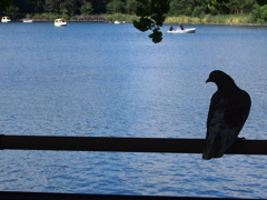 鳩のいる水辺