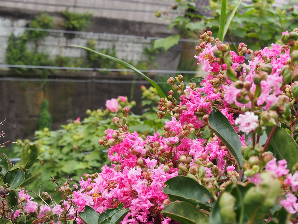 線路脇の花