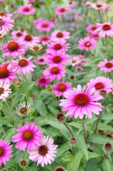 お花
