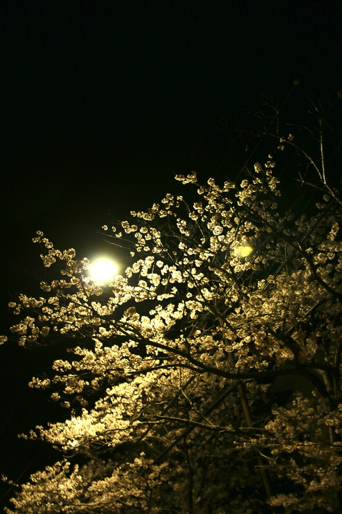 光桜