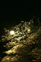 光桜