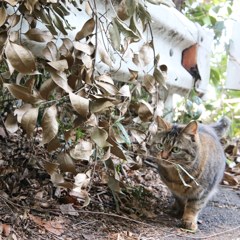 江ノ島の猫