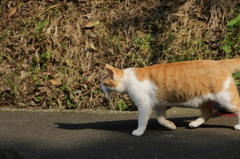 てくとろ