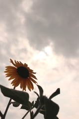 ソレイユの丘