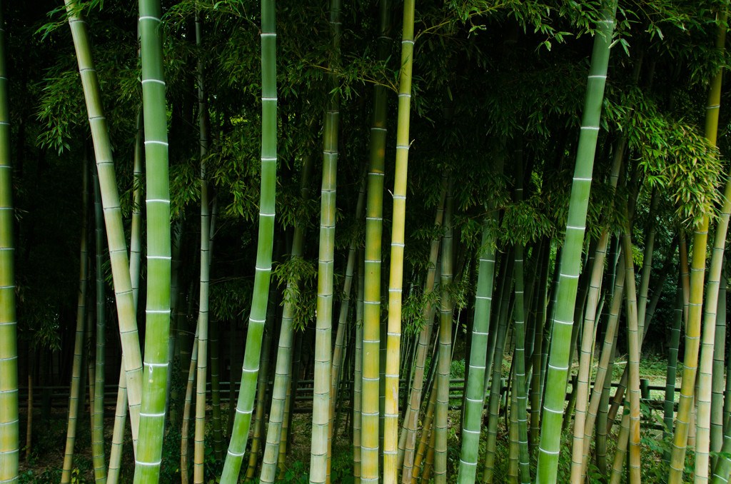 BAMBOO