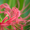 曼珠沙華