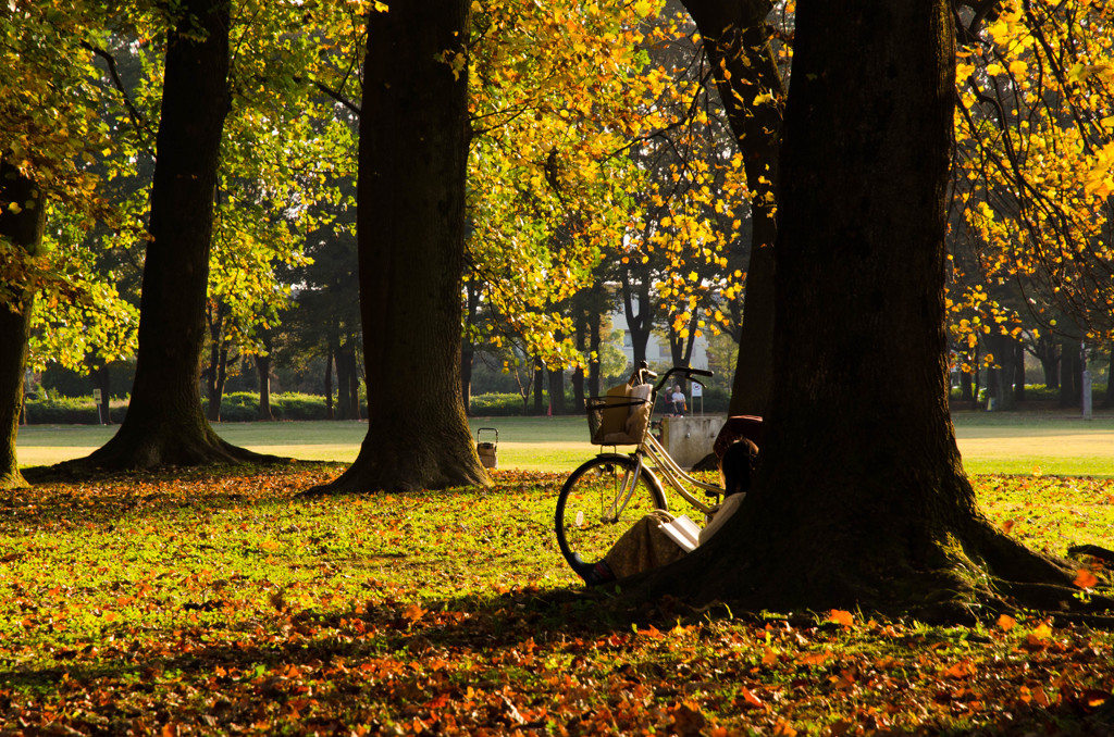 A DAY IN THE PARK