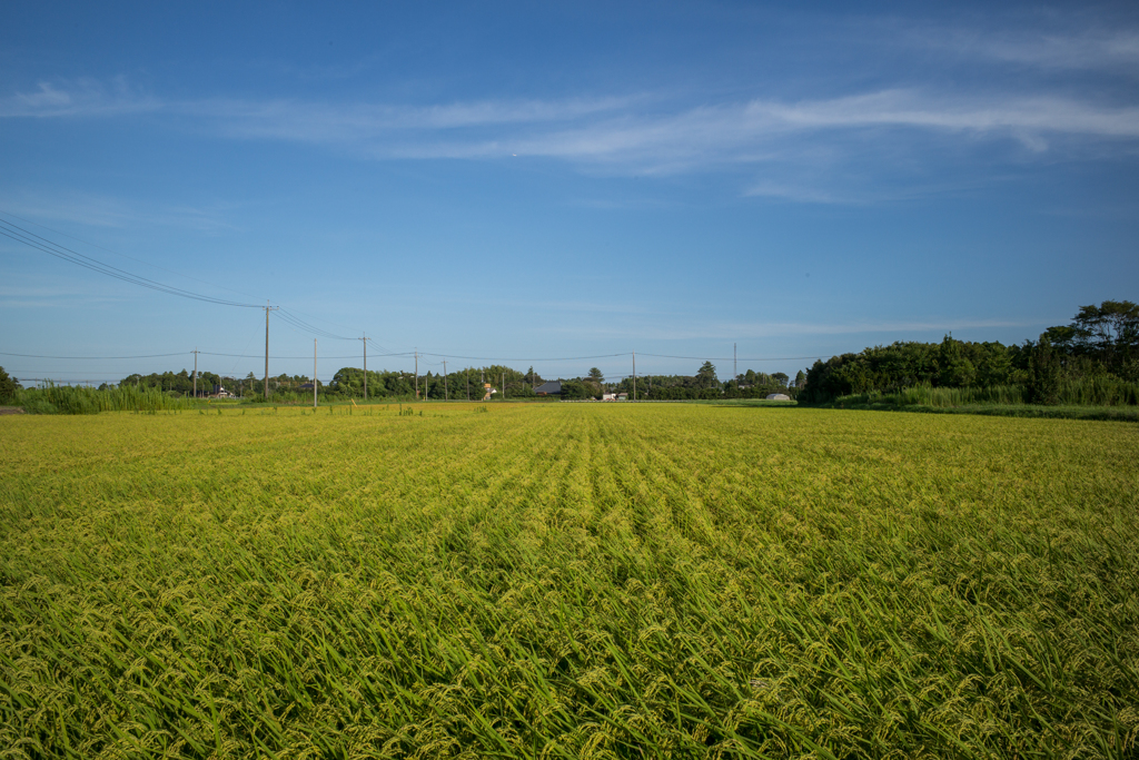 Fields of gold