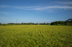 Fields of gold