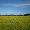 Fields of gold
