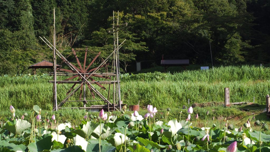 上総堀井戸と蓮田