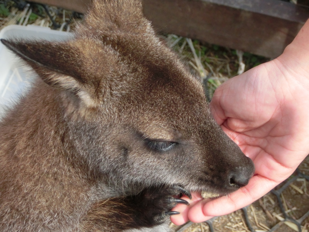 餌を食べるワラビー