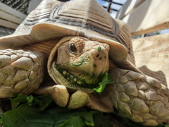 草を食べてにっこり