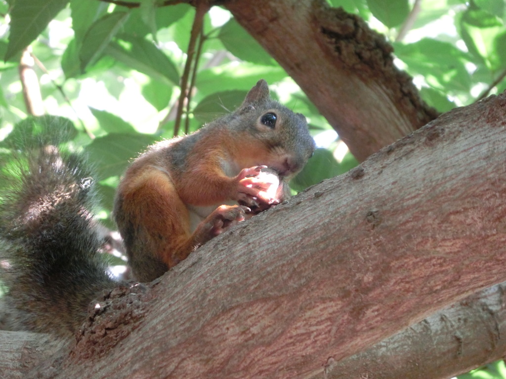 お食事中