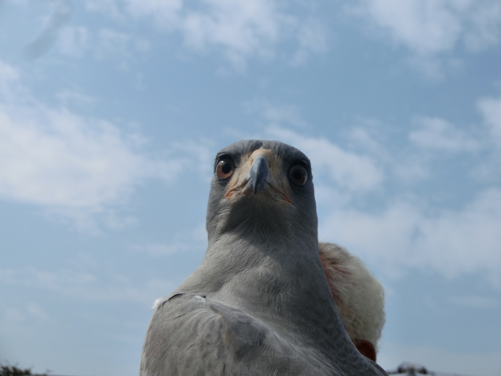 どやがお