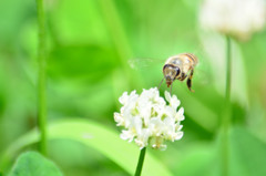 蜂