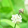 蜂