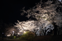 高崎城址公園夜桜4