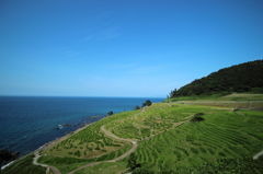 千枚田