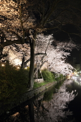 高崎城址公園夜桜3