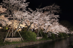 高崎城址公園夜桜1