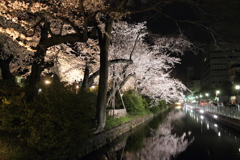 高崎城址公園夜桜2