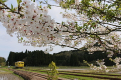 ぎりぎり桜