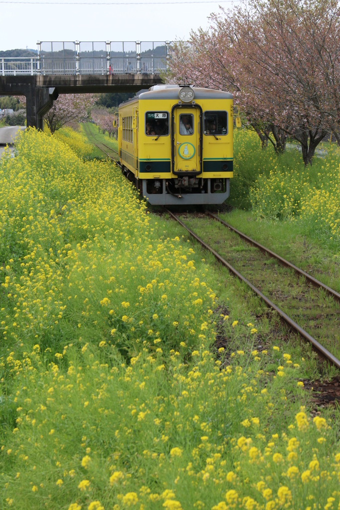 菜の花もこもこ