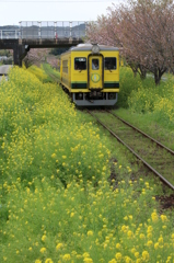 菜の花もこもこ