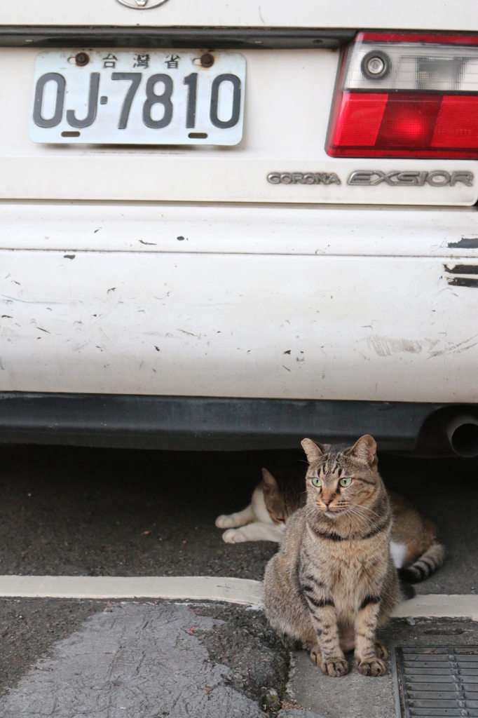 自由猫