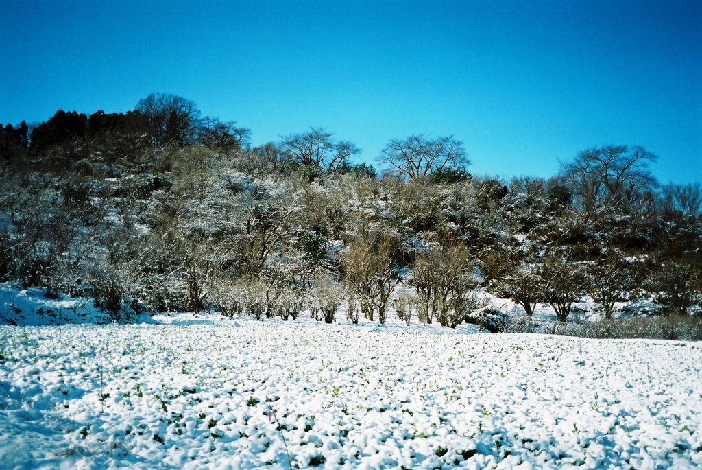 雪の花見山