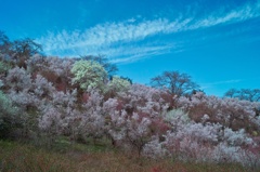 Foveonで花見山