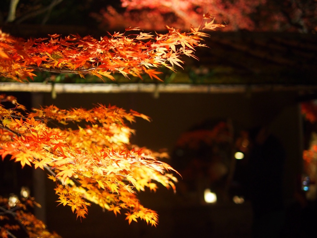 松島紅葉ライトアップ２