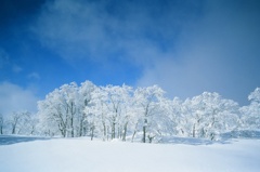 雪に染まる