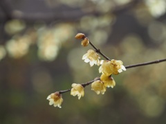 花見山の蝋梅