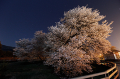 一心行の大桜