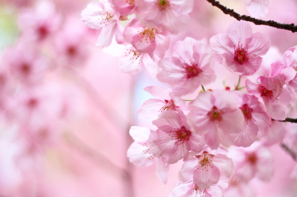 桜