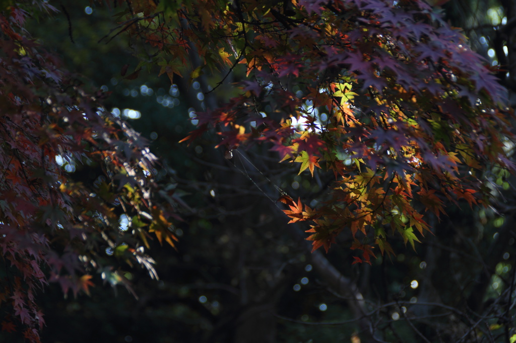 紅葉