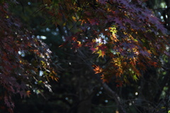 紅葉