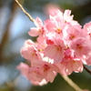 桜7