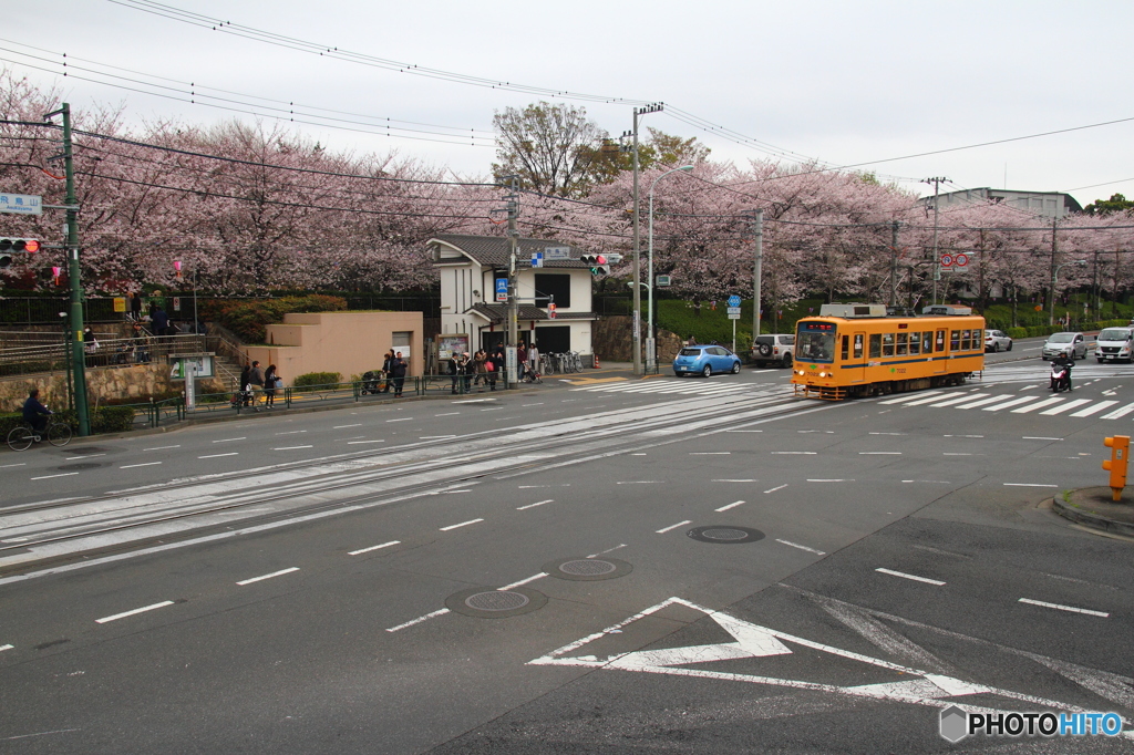 桜と都電