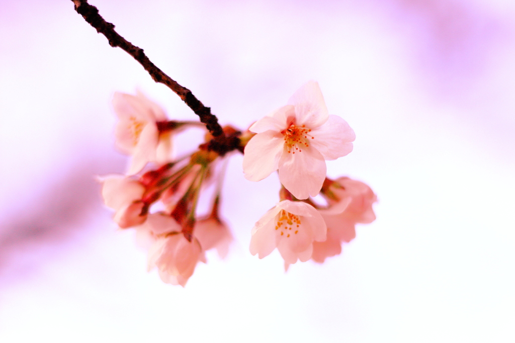 桜８