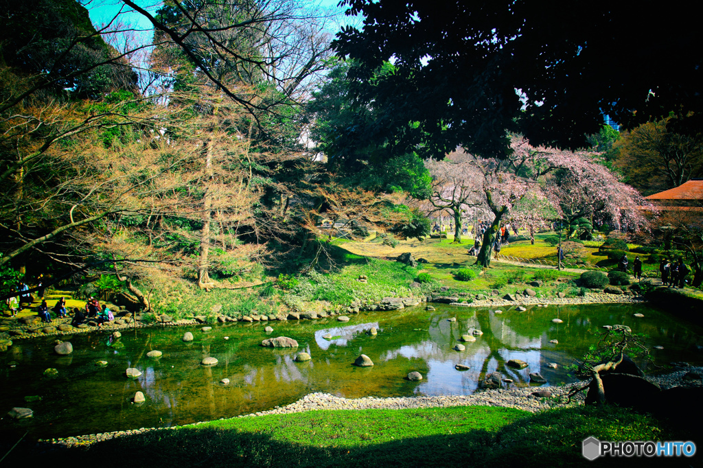 桜のコントラスト