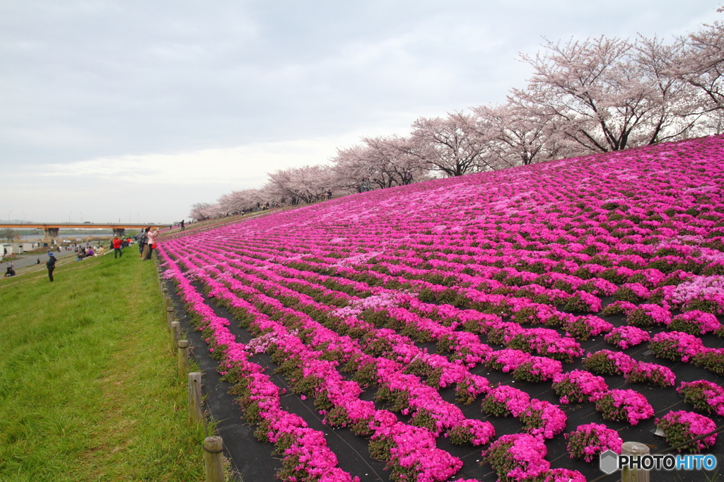 桜坂