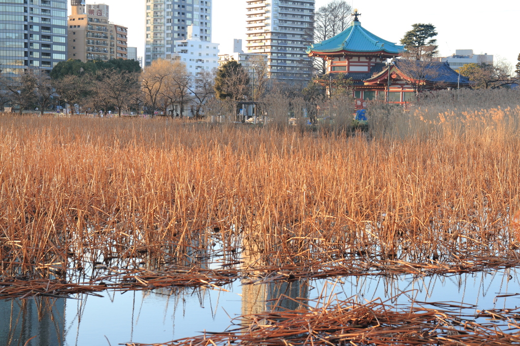 上野公園