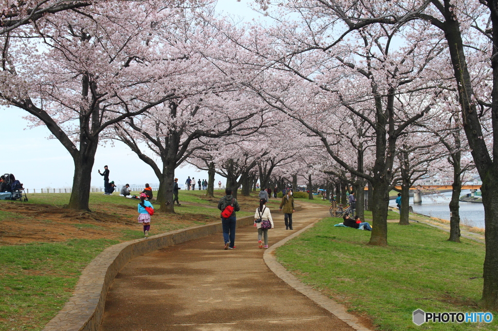 桜道