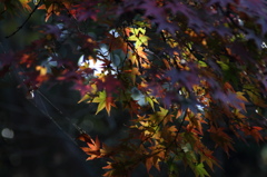 紅葉