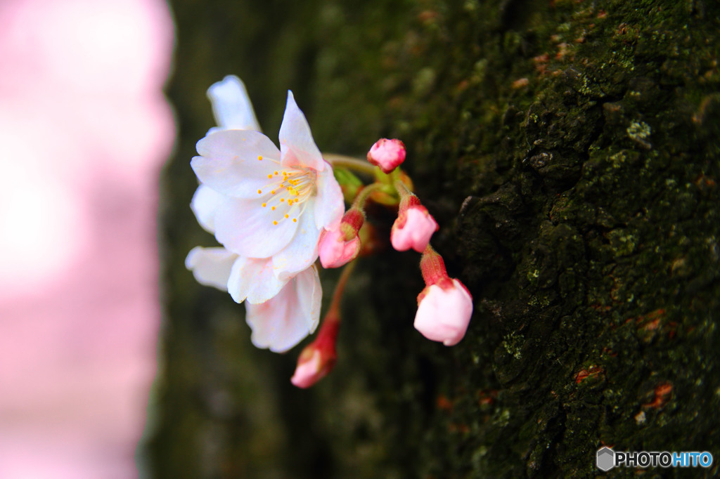 花びら