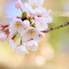 桜10